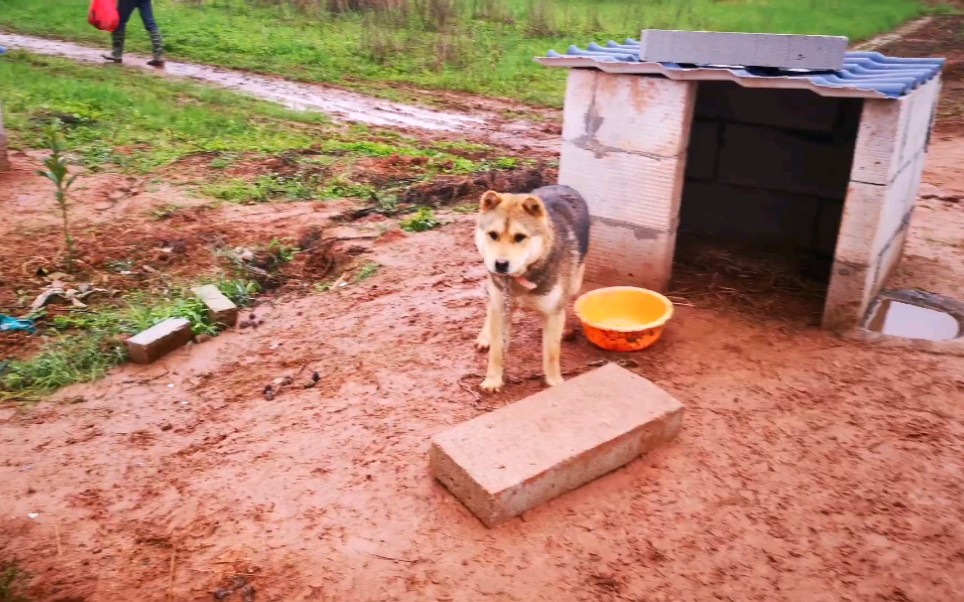 罗河最大的田园犬基地哔哩哔哩bilibili