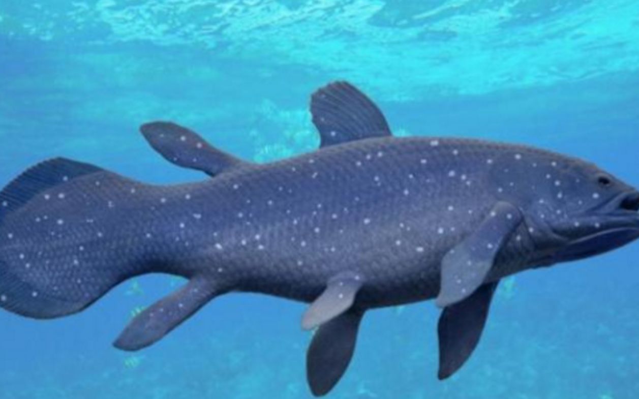 这种"长着腿的鱼"活了3亿年,它是如何躲过4次大灭绝的?