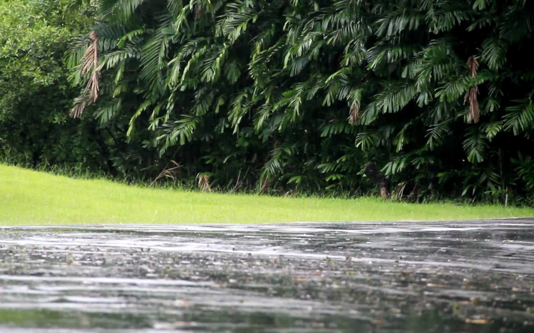 8小时真实雨声 𐟌篸 安逸的下雨天 酣畅淋漓的大雨声 适合睡觉的雨声 大自然的助眠摇篮曲 【助眠】【减压】【放松】【学习】【工作】【雨声】【背景音...