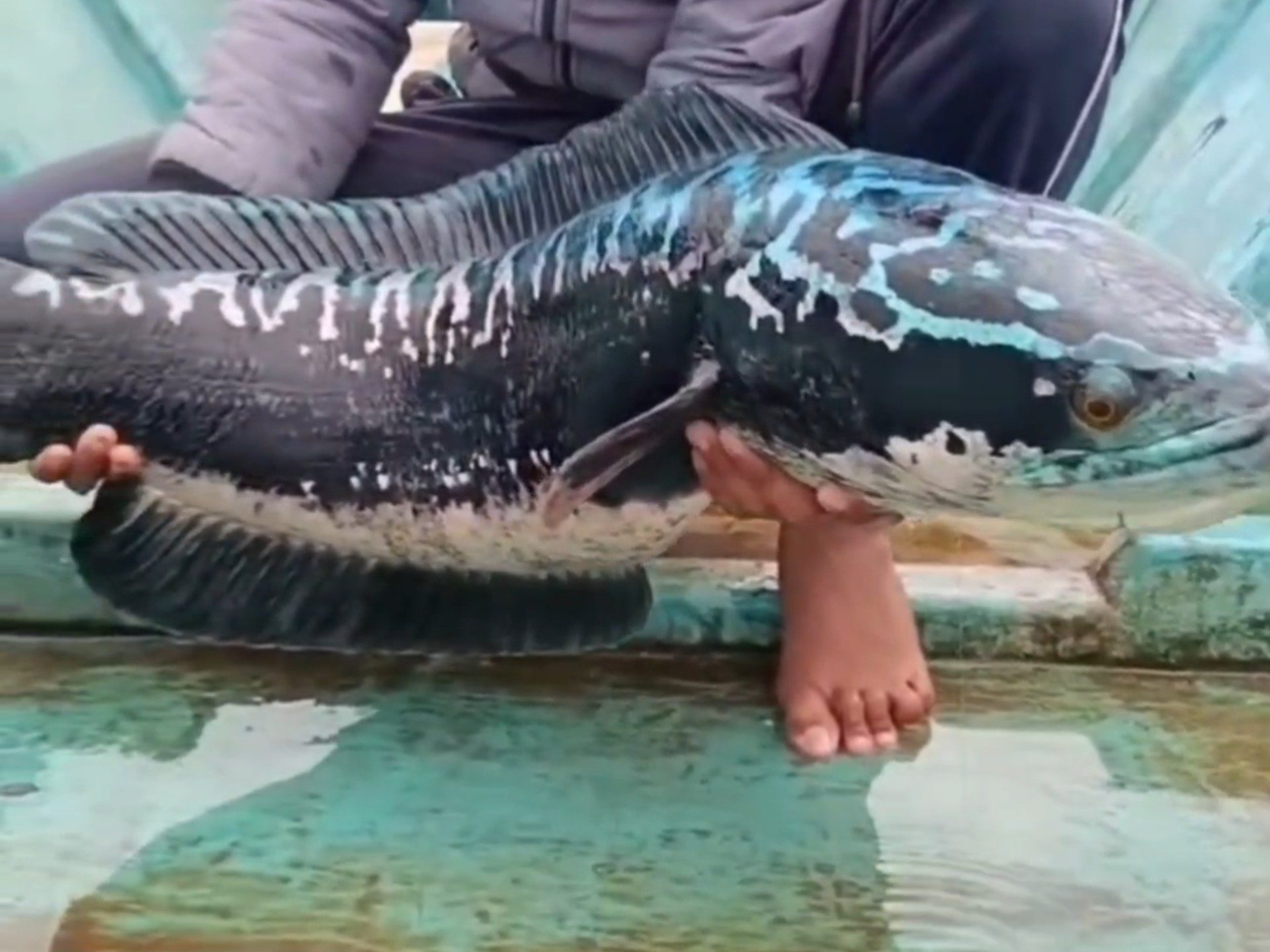 漂亮的野生小盾鳢