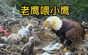 Download Video: 美国国鸟🐦白头鹰喂养他的三个小宝宝，环境差就不说了，食物还有点不新鲜了