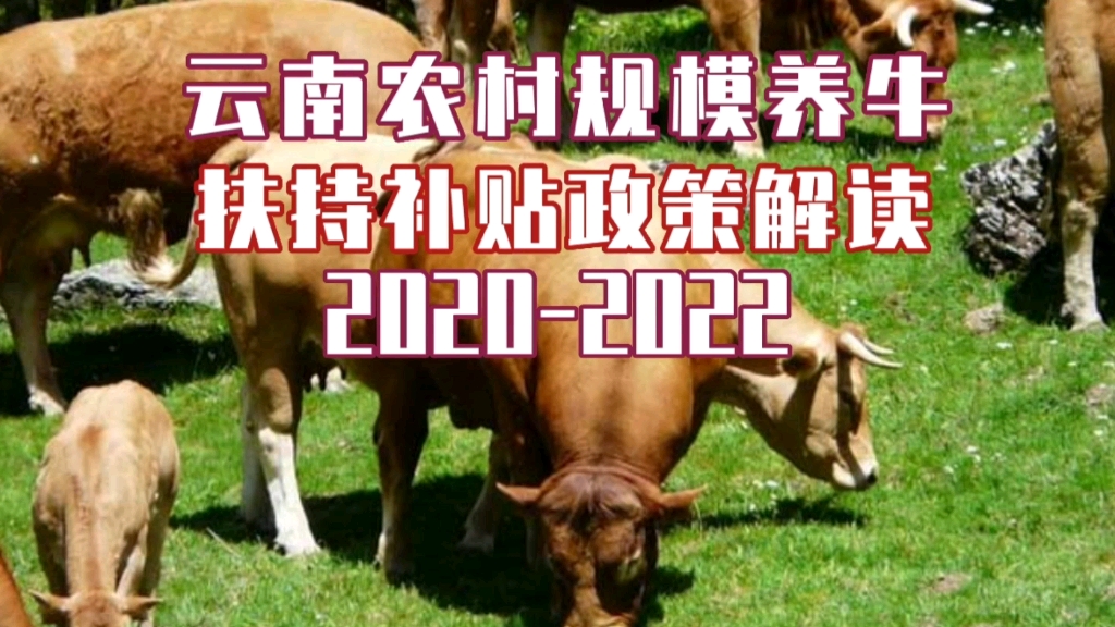 20202022年云南农村牛养殖补贴政策