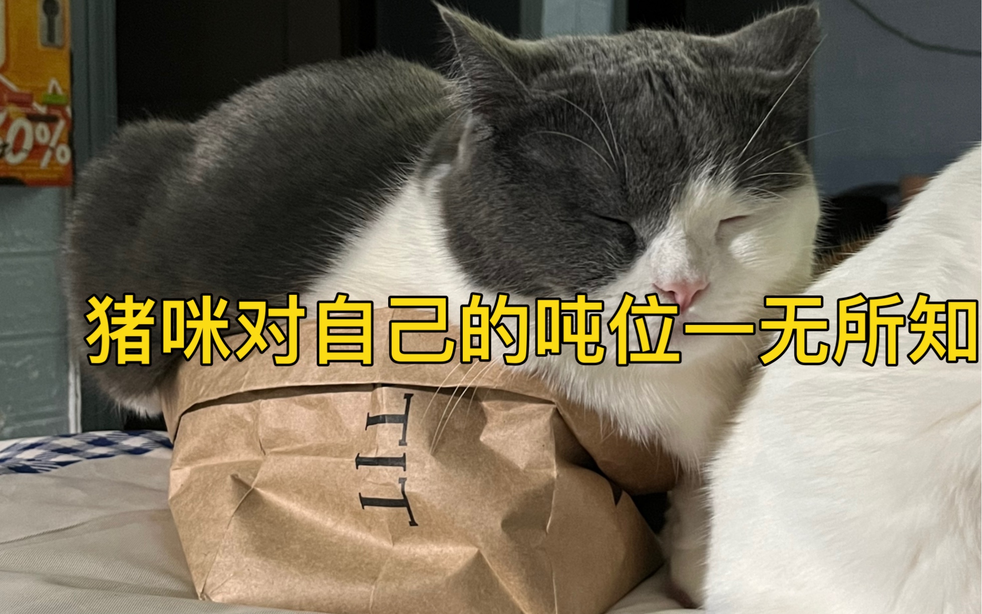 猪咪对自己的吨位一无所知