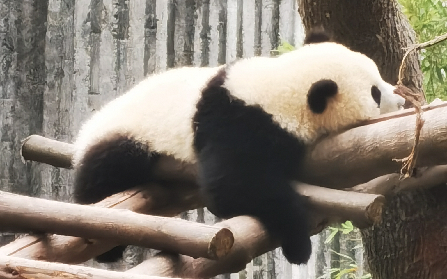 懒趴趴的熊猫宝宝