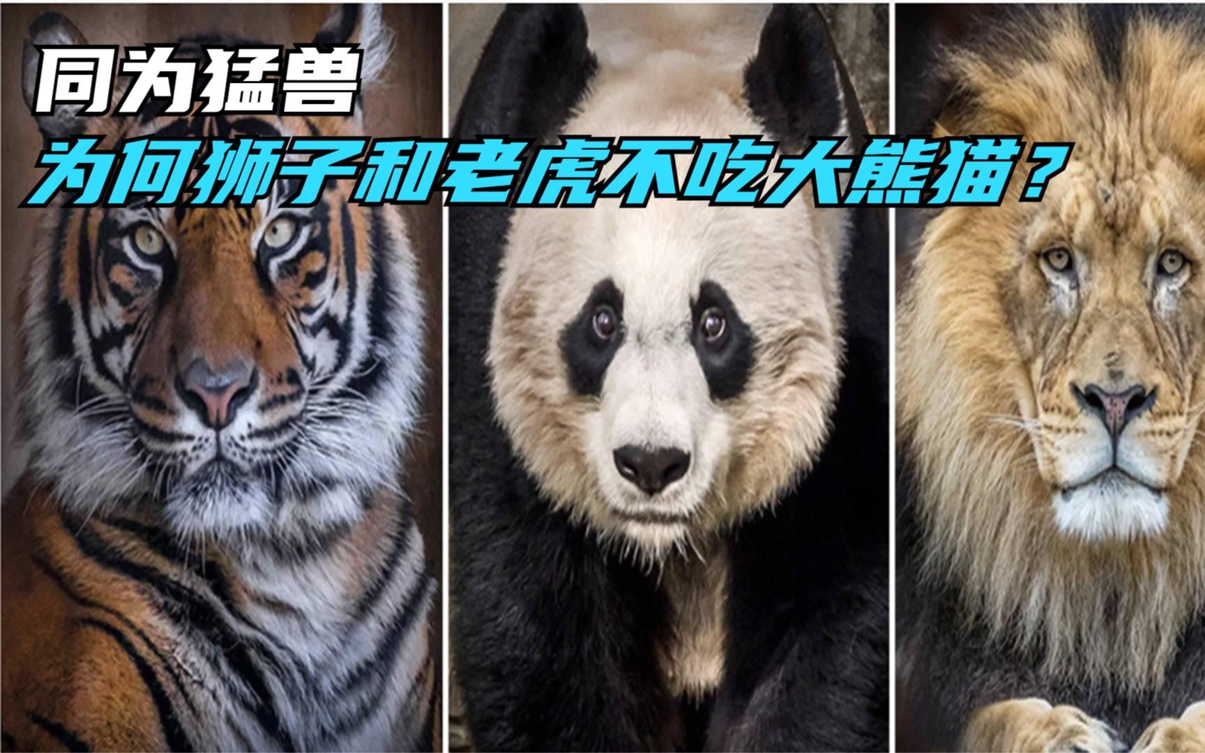 同为猛兽,为何狮子和老虎不吃大熊猫?难道是因为打不过?