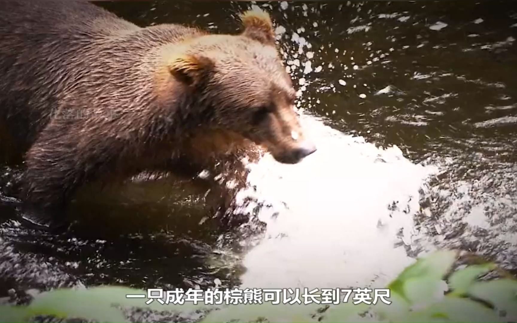 [图]800斤的棕熊，神秘的山洞 冒险求生