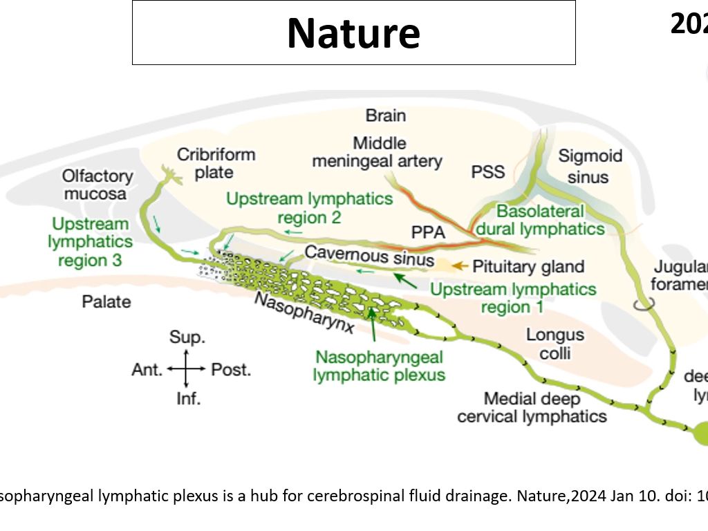 Nature—科学家首次发现维持脑脊液引流的关键结构:鼻咽淋巴丛哔哩哔哩bilibili