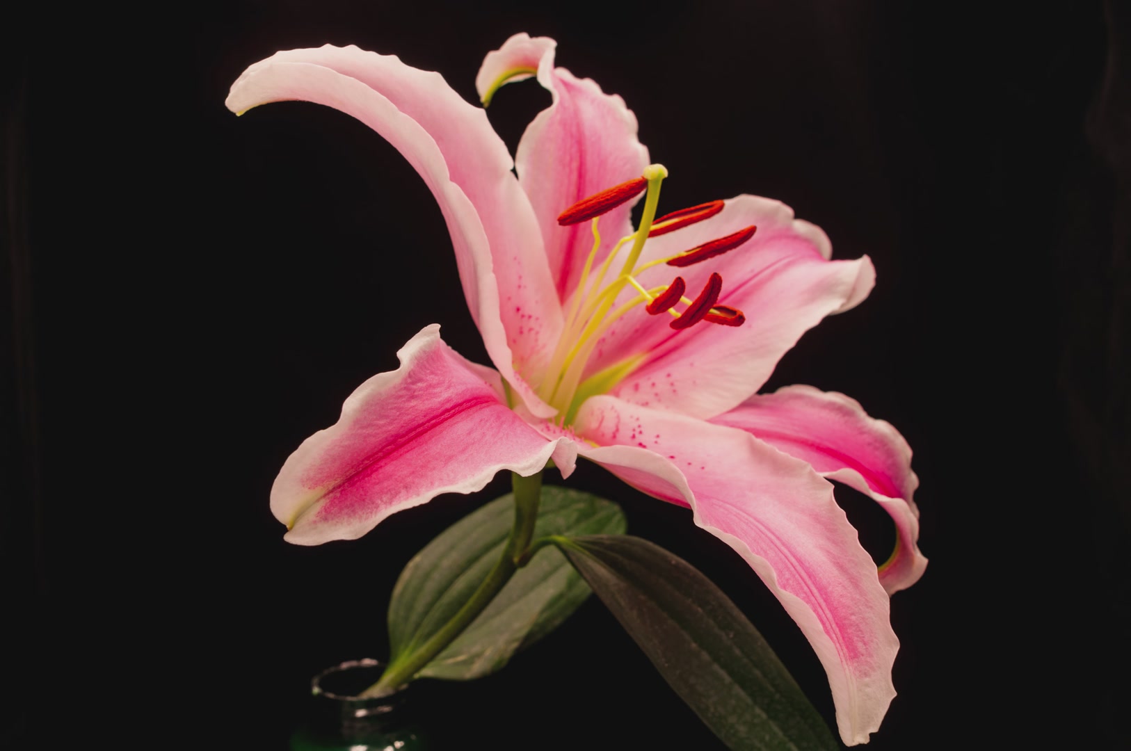 2000张照片,168小时10080分钟的守候,记录下百合花开的绚丽.