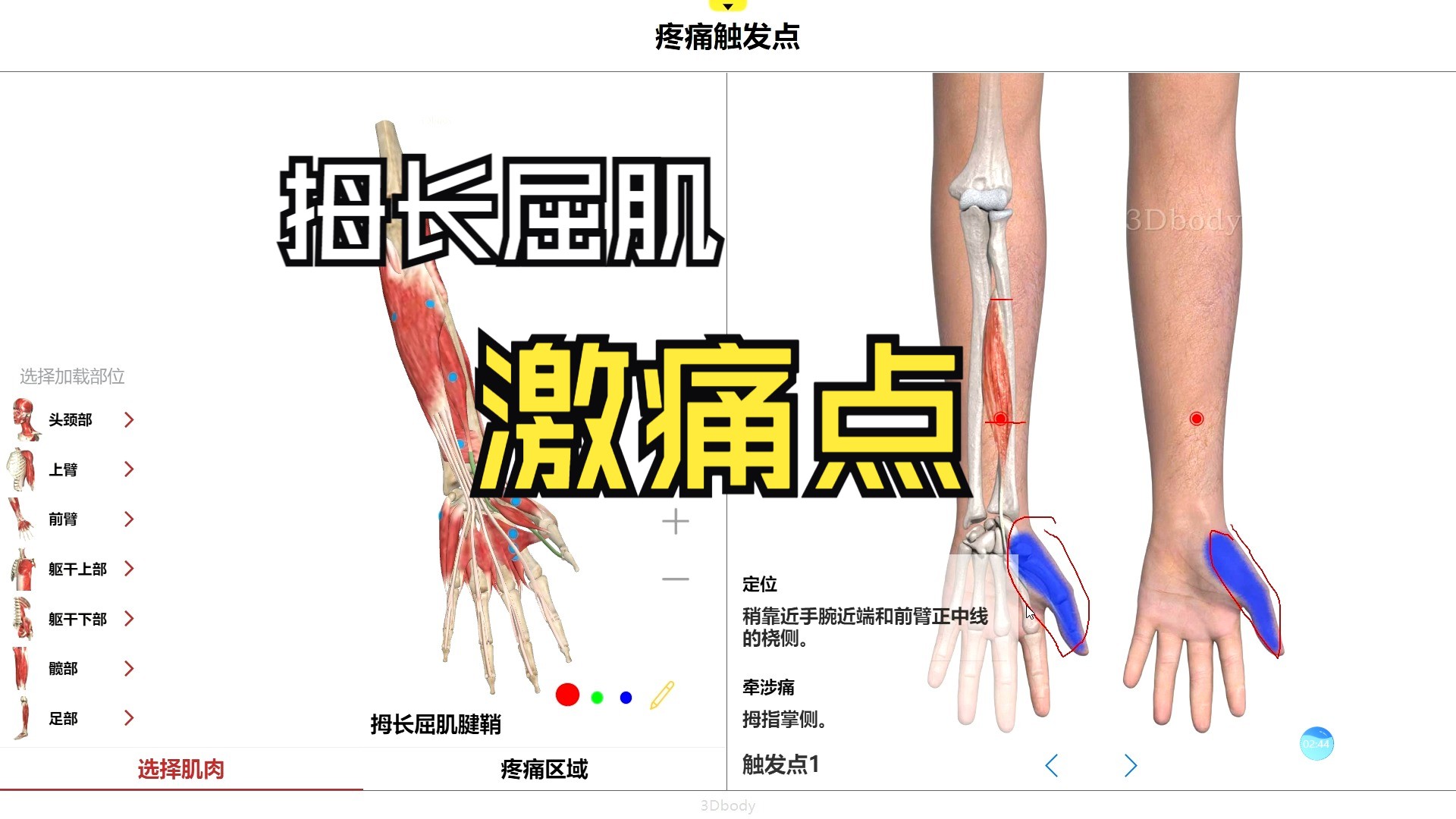 拇长屈肌激痛点