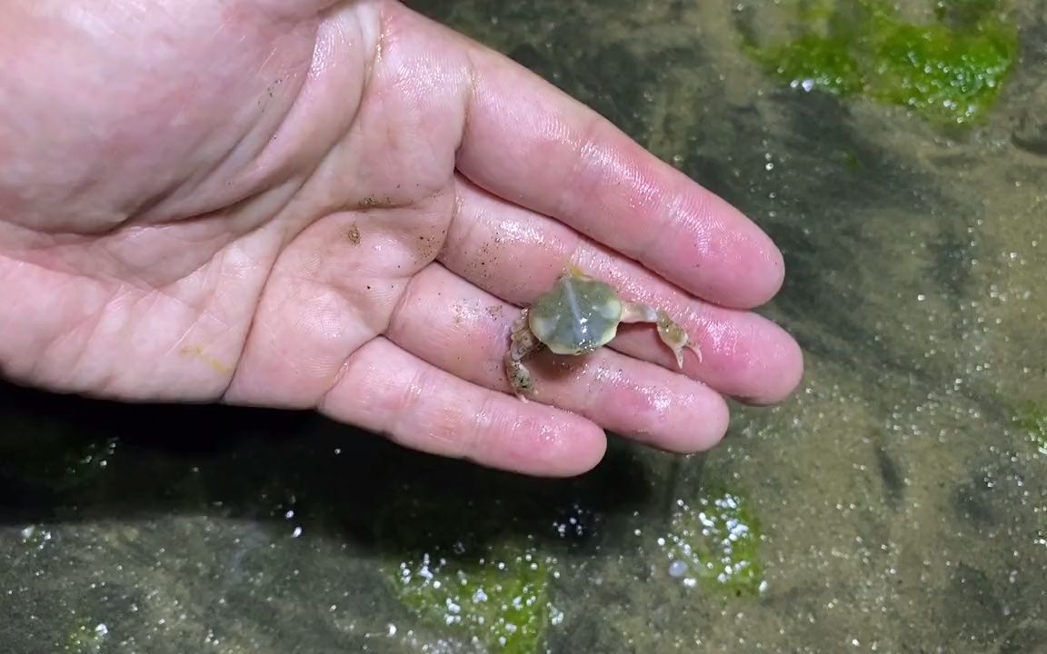 沙滩被大片海菜覆盖,贝类全部自己出来了,猫咪有口福了哔哩哔哩bilibili