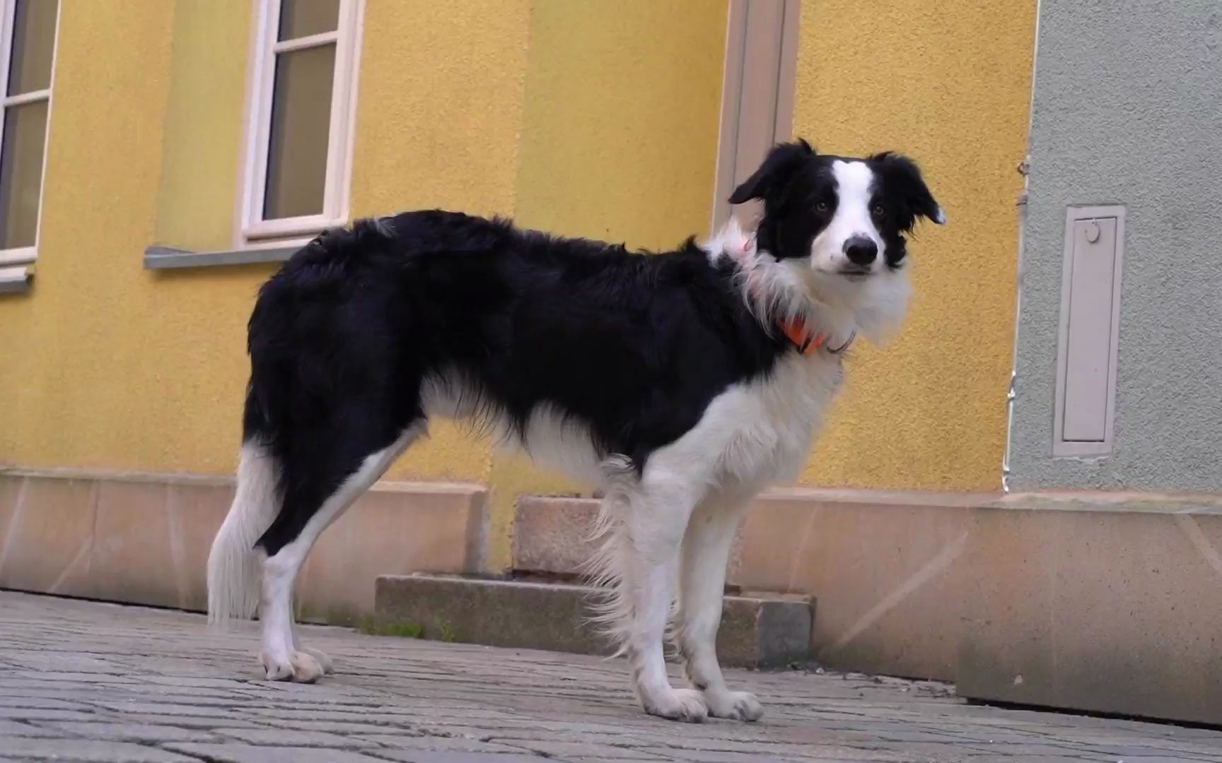 爱犬走失了?不要着急,教你找回丢失的狗狗(下)哔哩哔哩bilibili