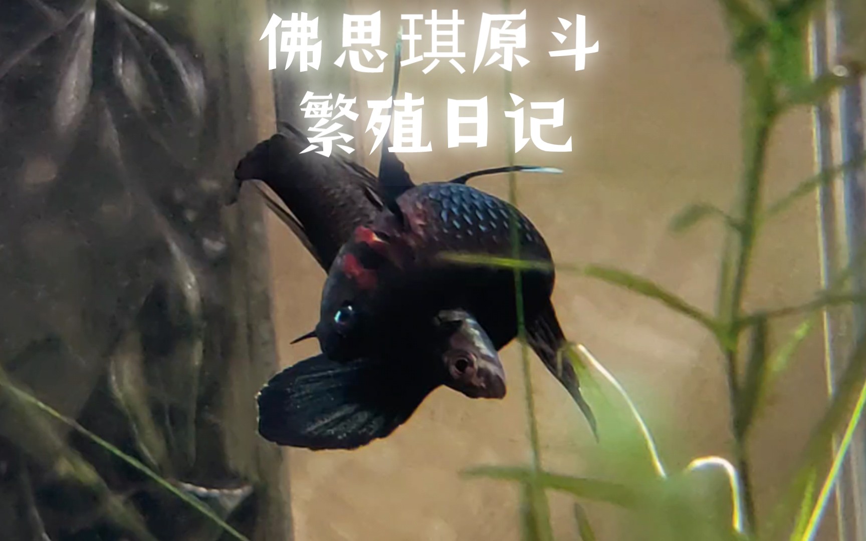 [图]长达7分钟的鱼片！！Betta foerschi佛思琪原斗繁殖日记~