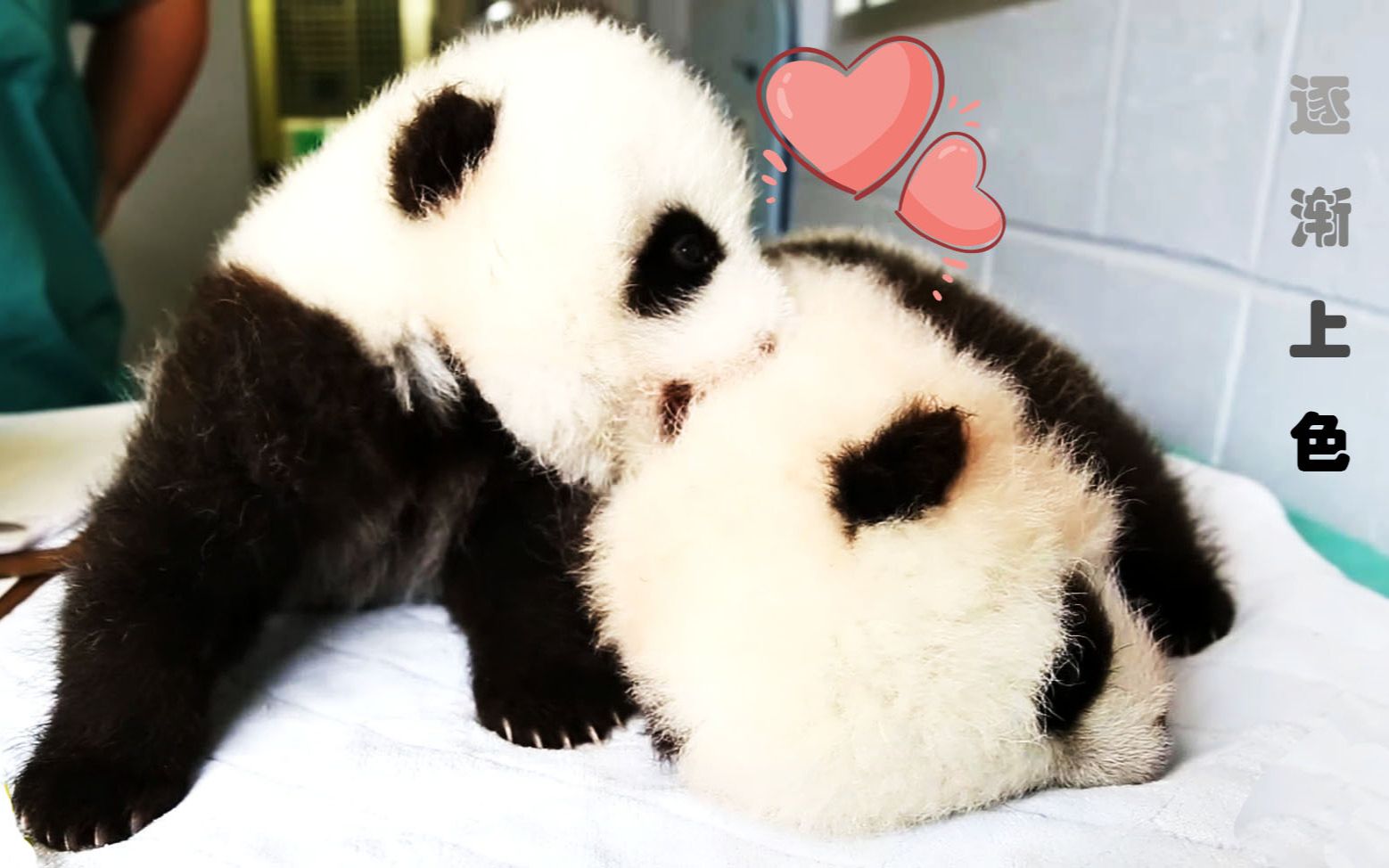 一对熊猫仔仔の100天逐渐上色~qaq