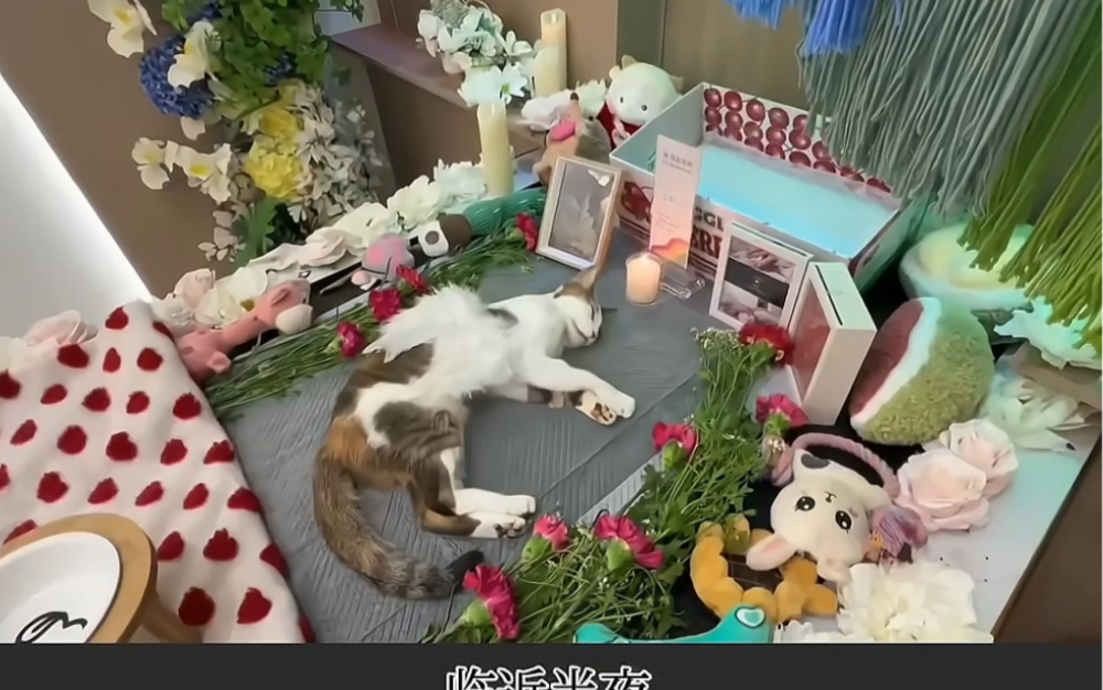 上海宠物火化殡葬|田园天使的善终记录95