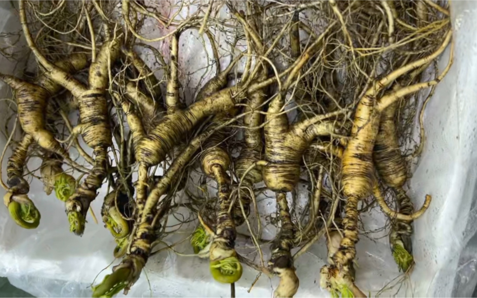 22年林下野播籽货,细纹老黄皮,嘎嘎新鲜板正,刚下山的新货