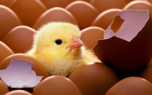 英语阅读:一只很想孵蛋的母鸡