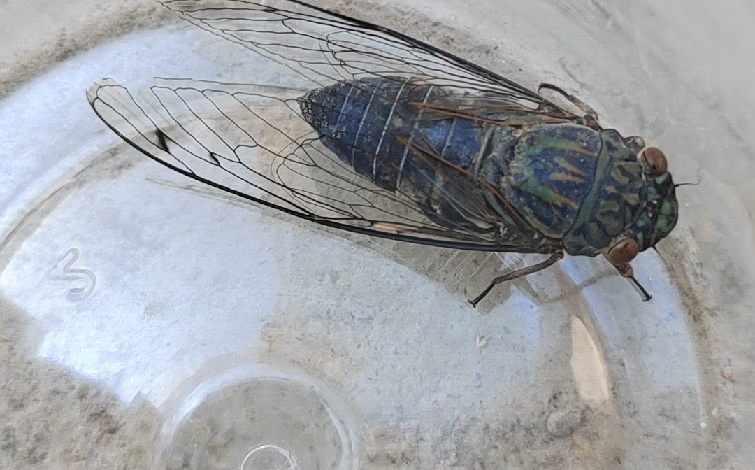 捉到一只松寒蝉