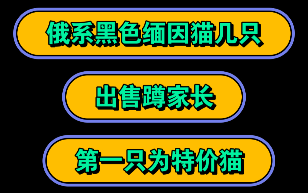 俄系黑色缅因猫出售找新家,第一只为特价猫哔哩哔哩bilibili