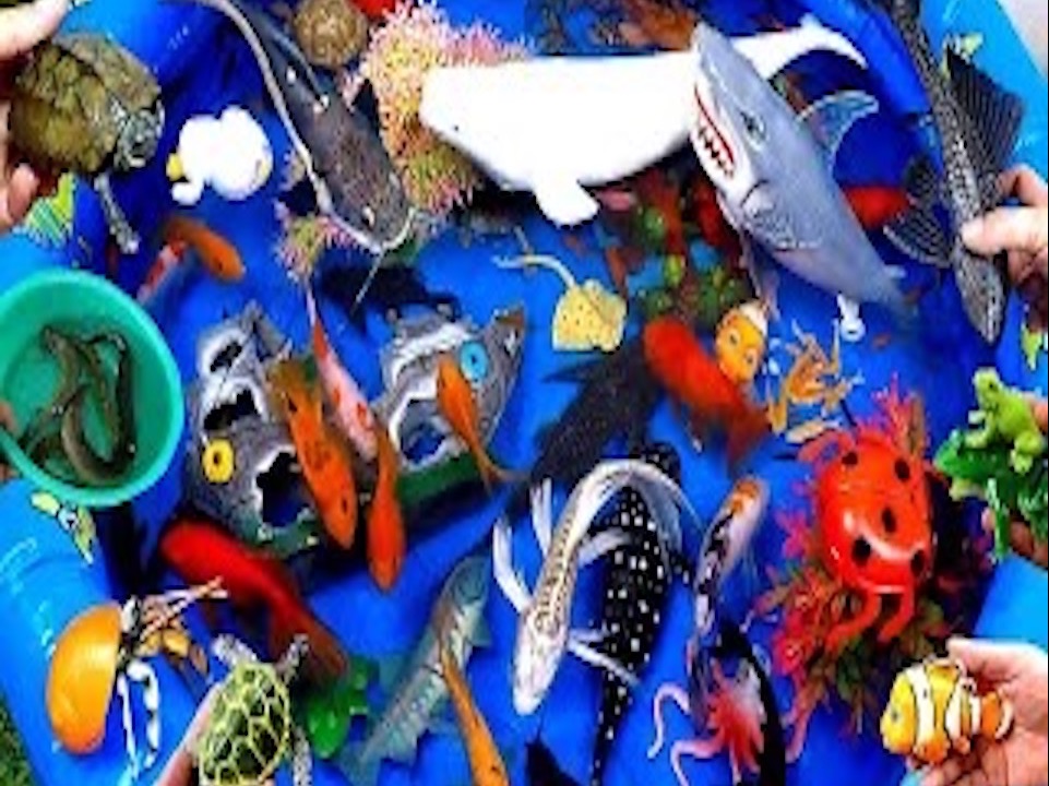 可爱的动物,鲨鱼,海豚,海龟,逆戟鲸,青蛙,锦鲤,虎鱼,金鱼蟹,鲶鱼,蜗牛