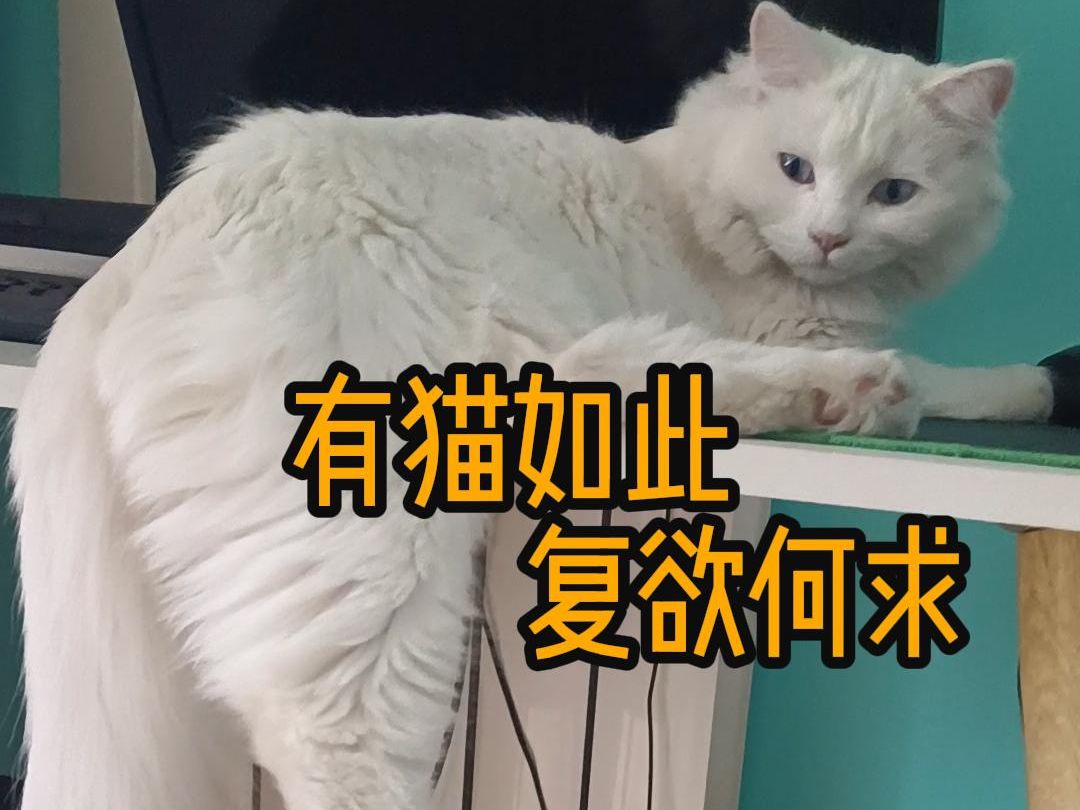 [图]【纯白狮子猫】当猫认家，又认你这个铲屎的，是件多么幸福的事~