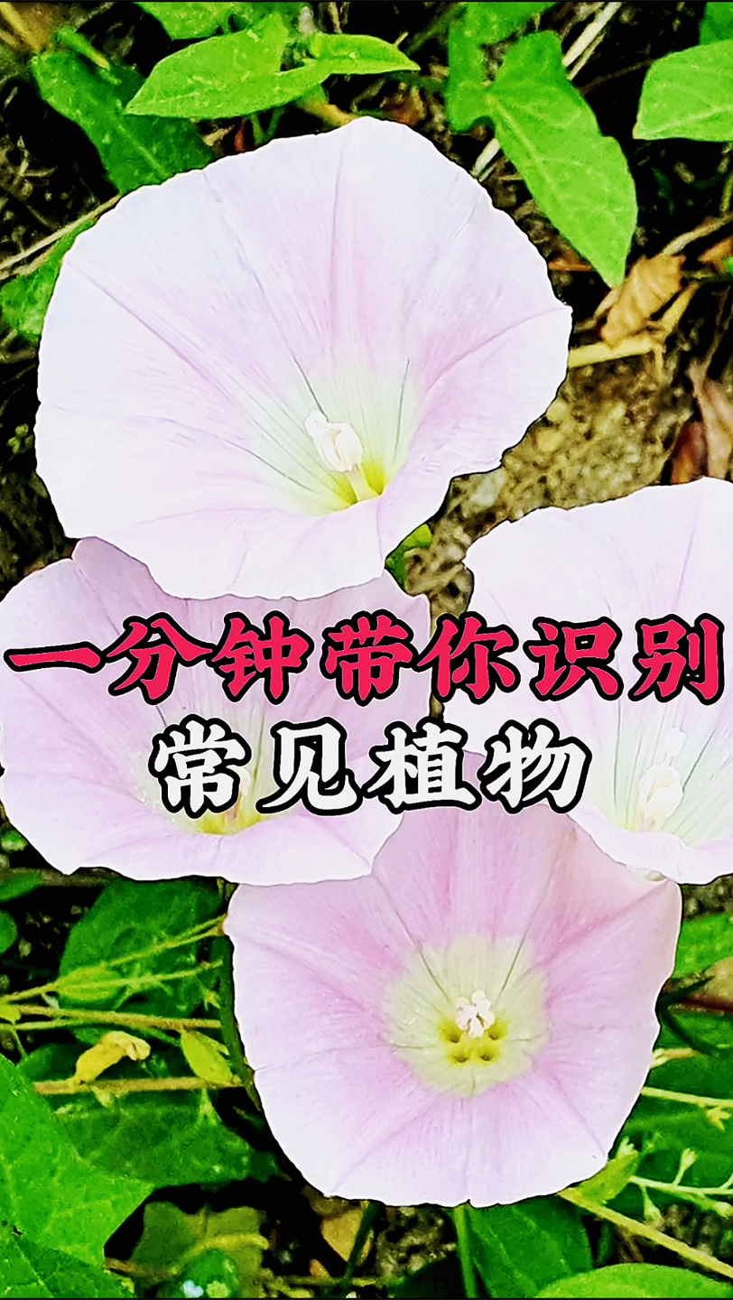 [图]一分钟带你认识常见植物＃牵牛花＃喇叭花＃打碗花＃龙葵＃虎尾草