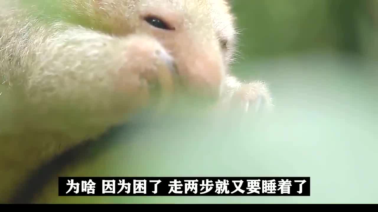 真是瞌睡虫,走两步就要睡一觉,蚂蚁都跑光了!