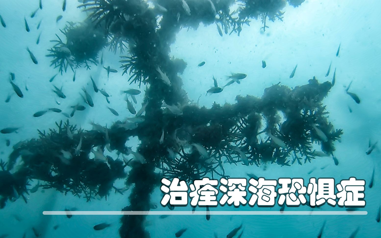 【亏本也要拍】深沉十多年的沉船，底下有什么样的景象？