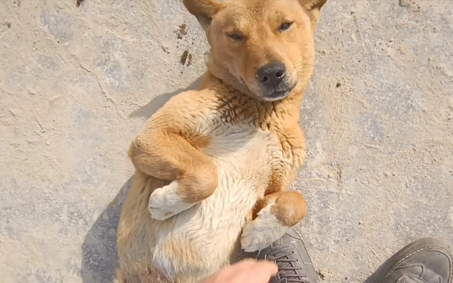 大家都说活得像条狗,其实狗比我们活得自在_哔哩哔哩_bilibili