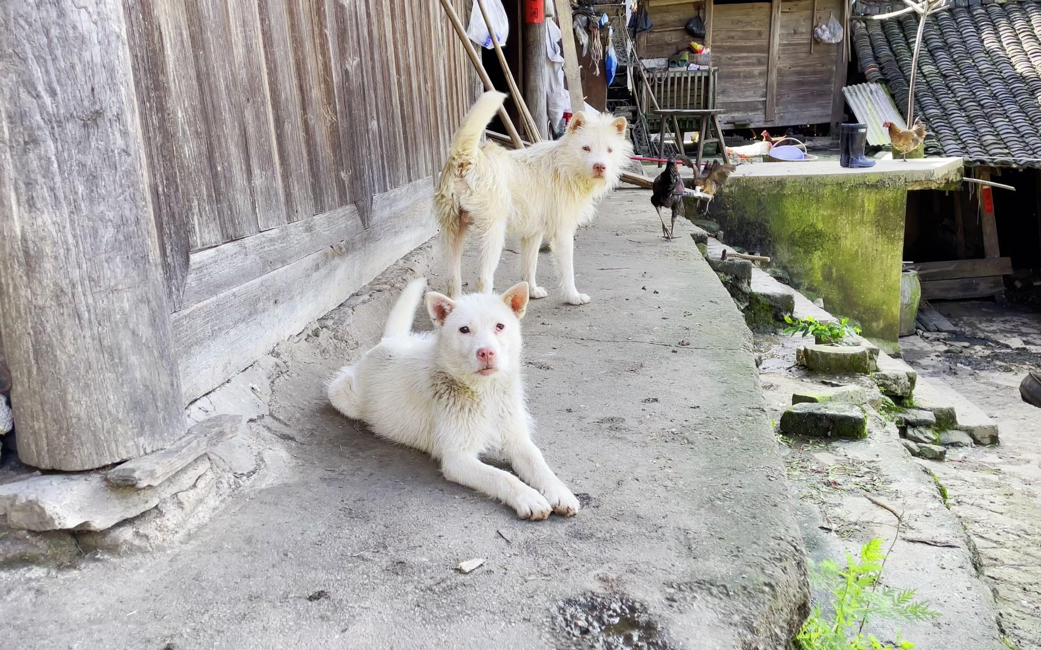 遇见两只漂亮的农村下司犬小山蛇狗,经常上山干活,放养的狗一般都比较