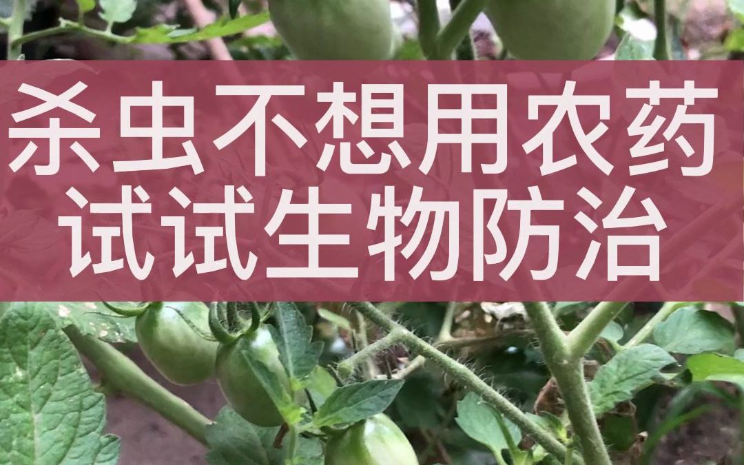 杀虫不想用农药,试试生物防治无毒无残留哔哩哔哩bilibili