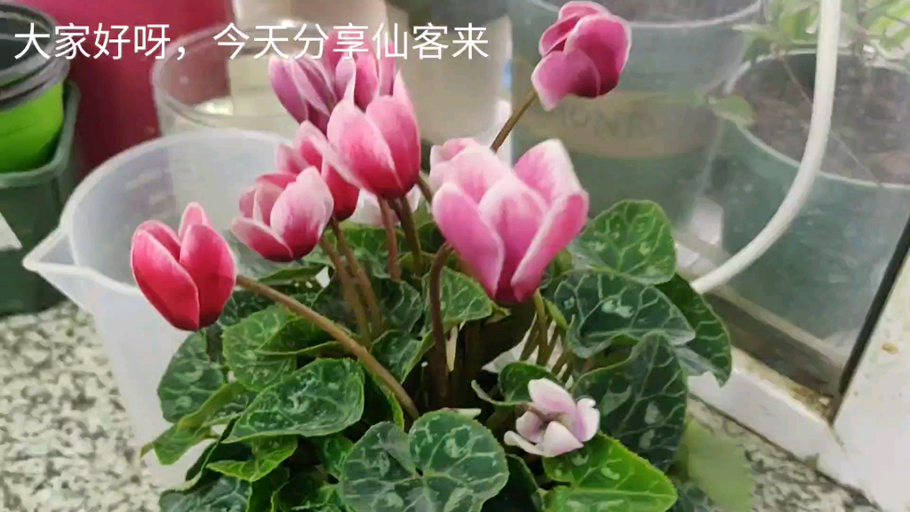 仙客来日常养护注意事项哔哩哔哩bilibili