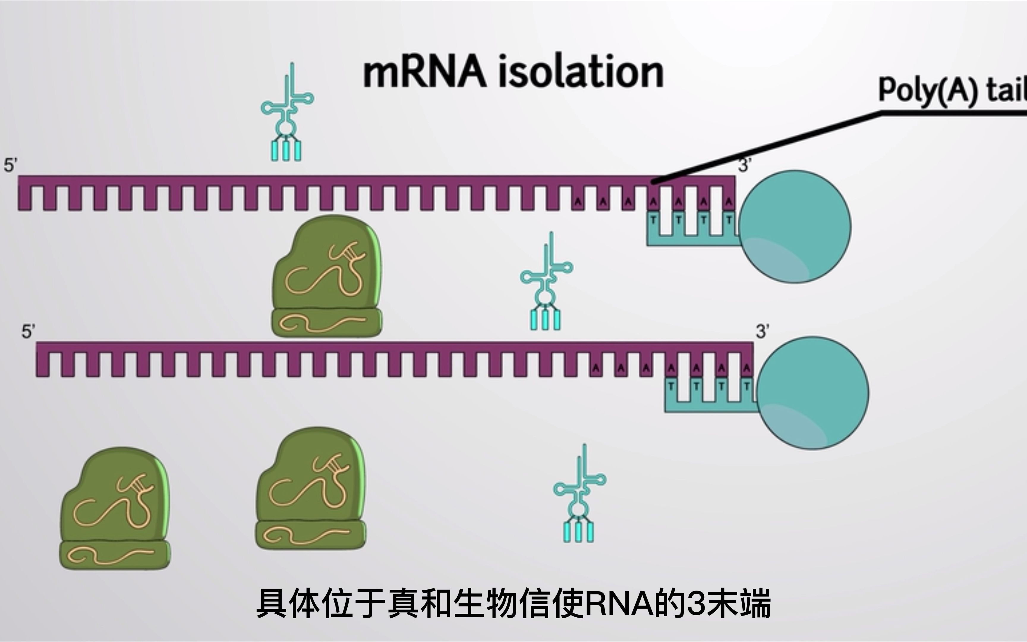 如何从细胞中提取mRNA,通过mRNA逆转录出来的是cDNA有什么用呢?哔哩哔哩bilibili