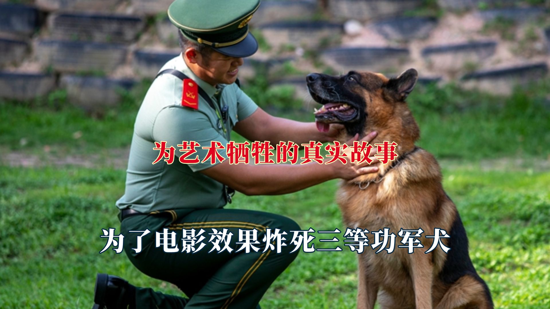 艺术背后的真实故事,为了电影效果炸死军犬