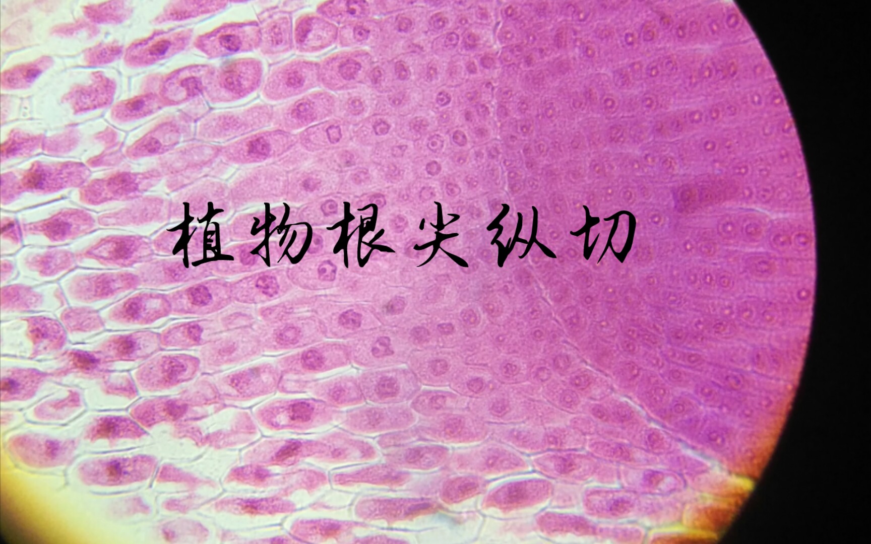 显微镜观察植物根尖纵切标本