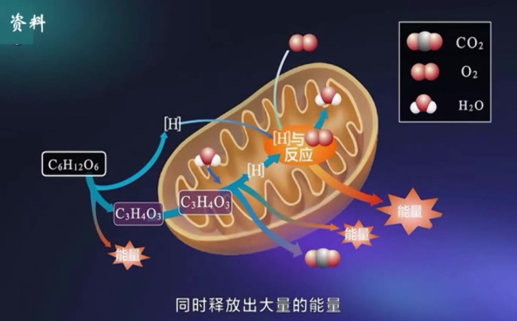 有氧呼吸的过程