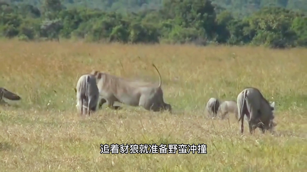 [图]两条豺狼想吃小猪仔，被疣猪妈妈野蛮冲撞！