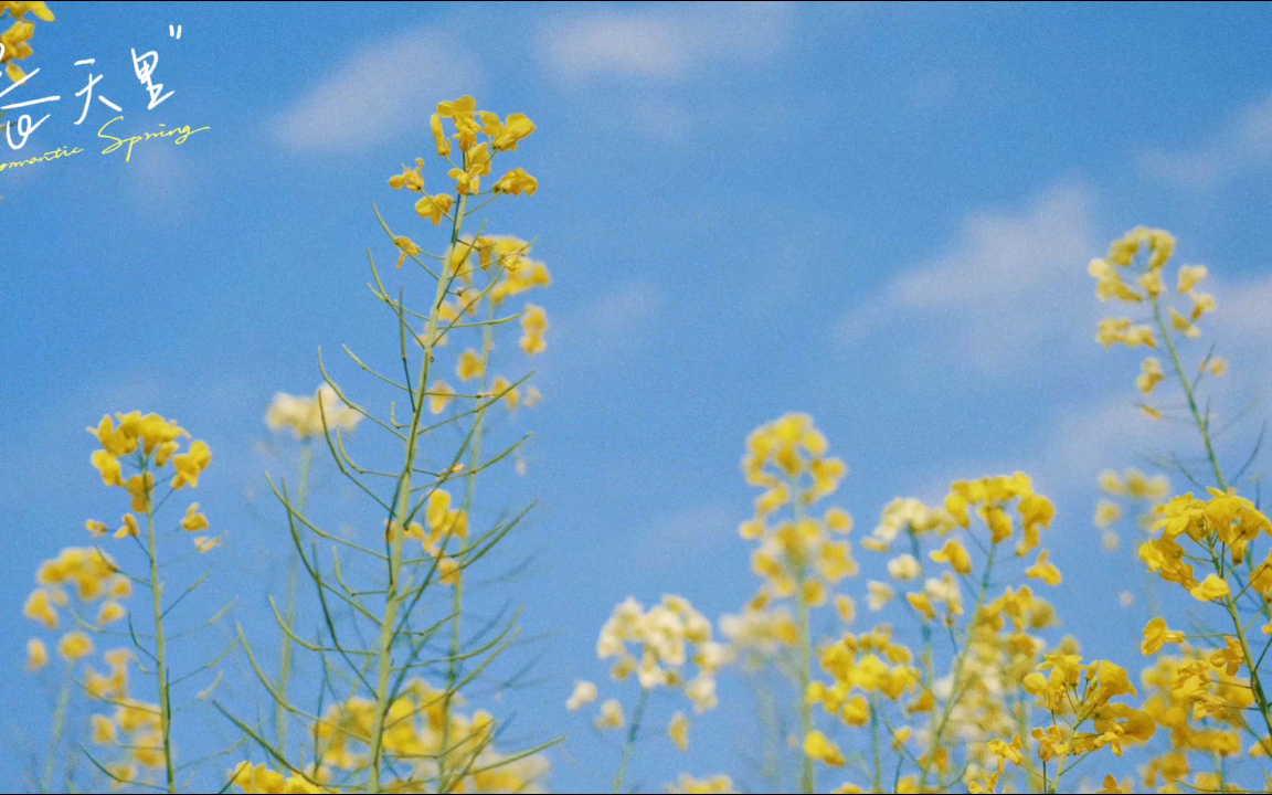 花的文案短句唯美(关于花的文案短句唯美)