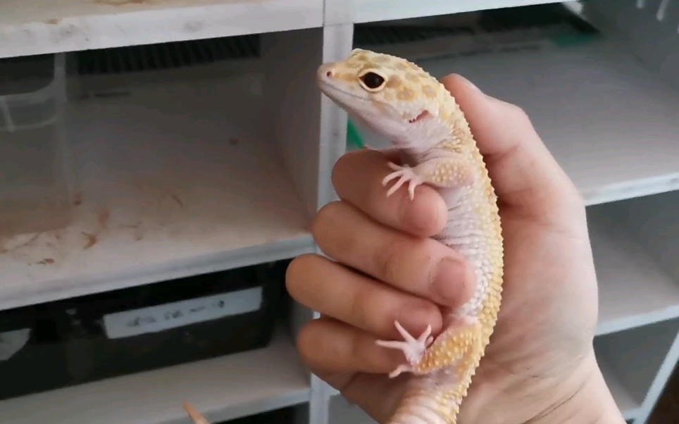 豹纹守宫巨人吨位