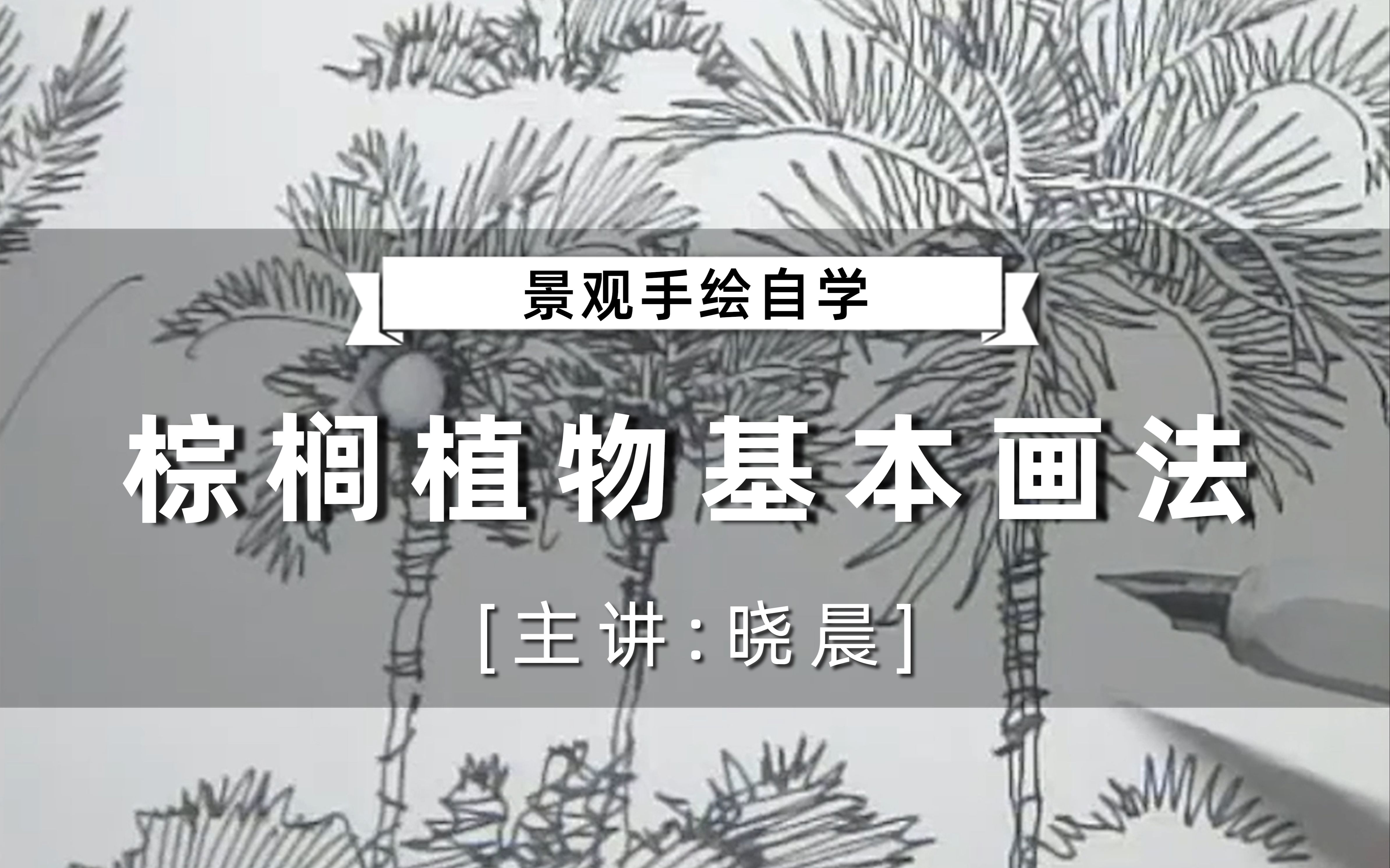 【景观手绘自学】小白入门!棕榈植物基本画法晓晨老师(轻筑学社)哔哩哔哩bilibili