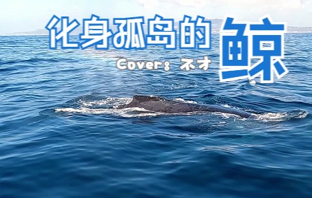 [图]【4K】化身孤岛的鲸 不才