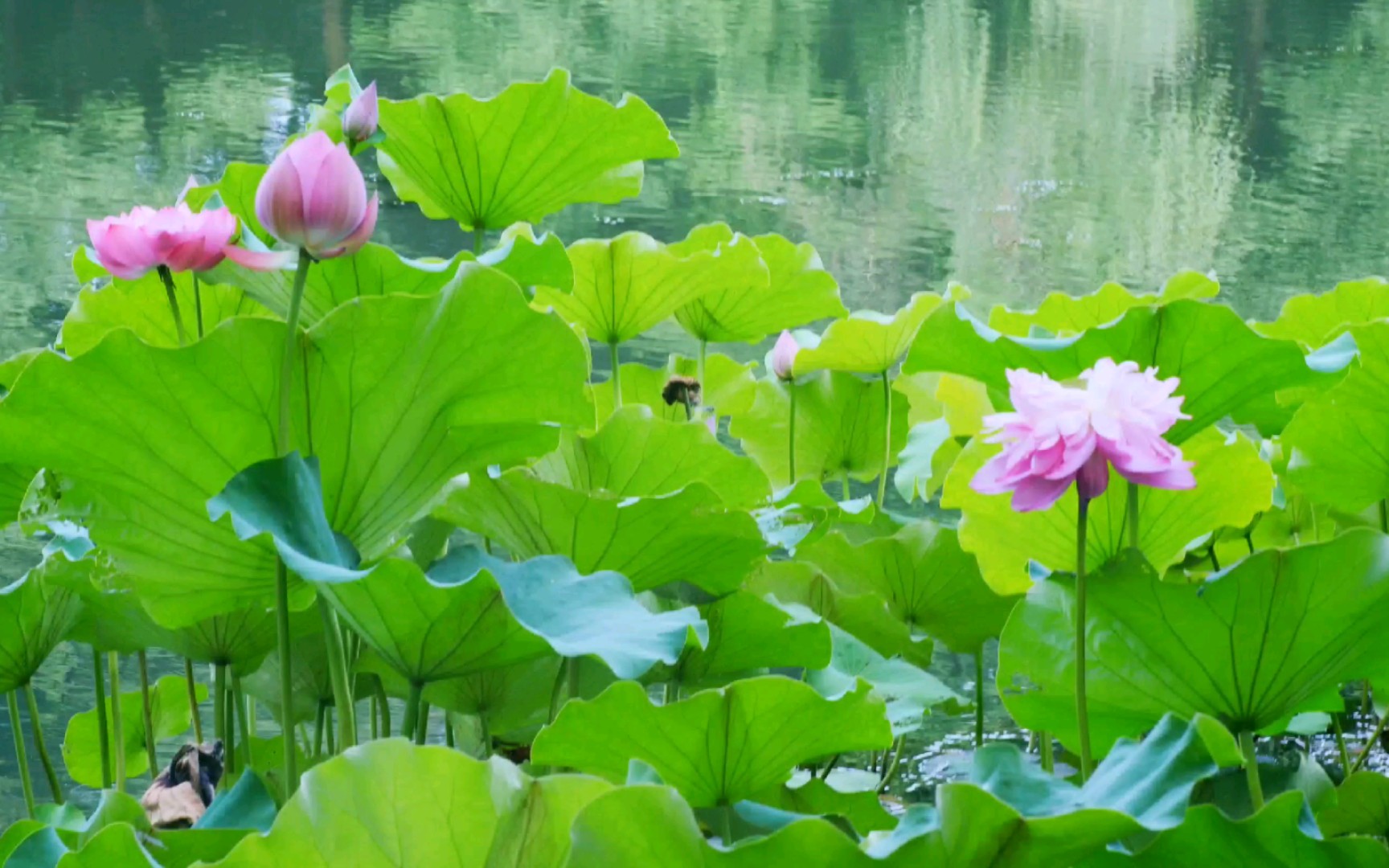 莲花壁纸全屏图片