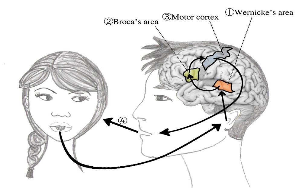 [图]传导性失语症（Conduction aphasia)