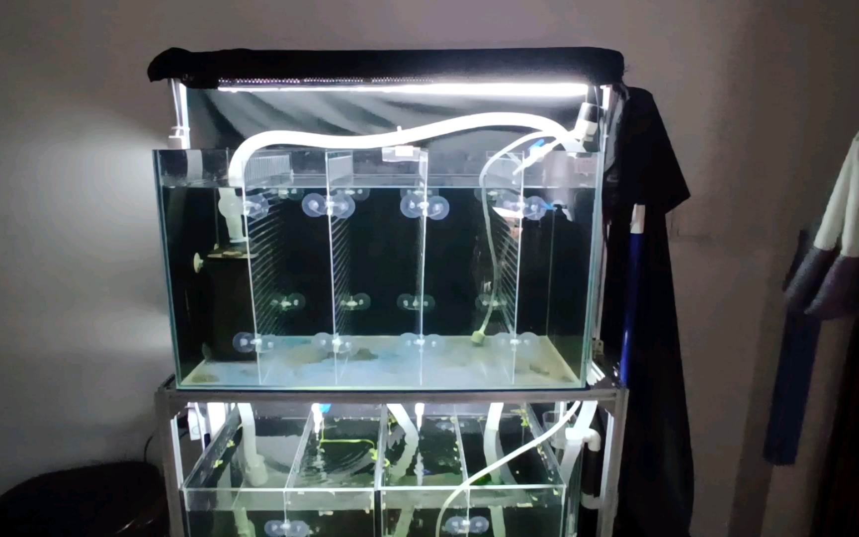 低成本孔雀鱼系统缸(最终版)自动换水