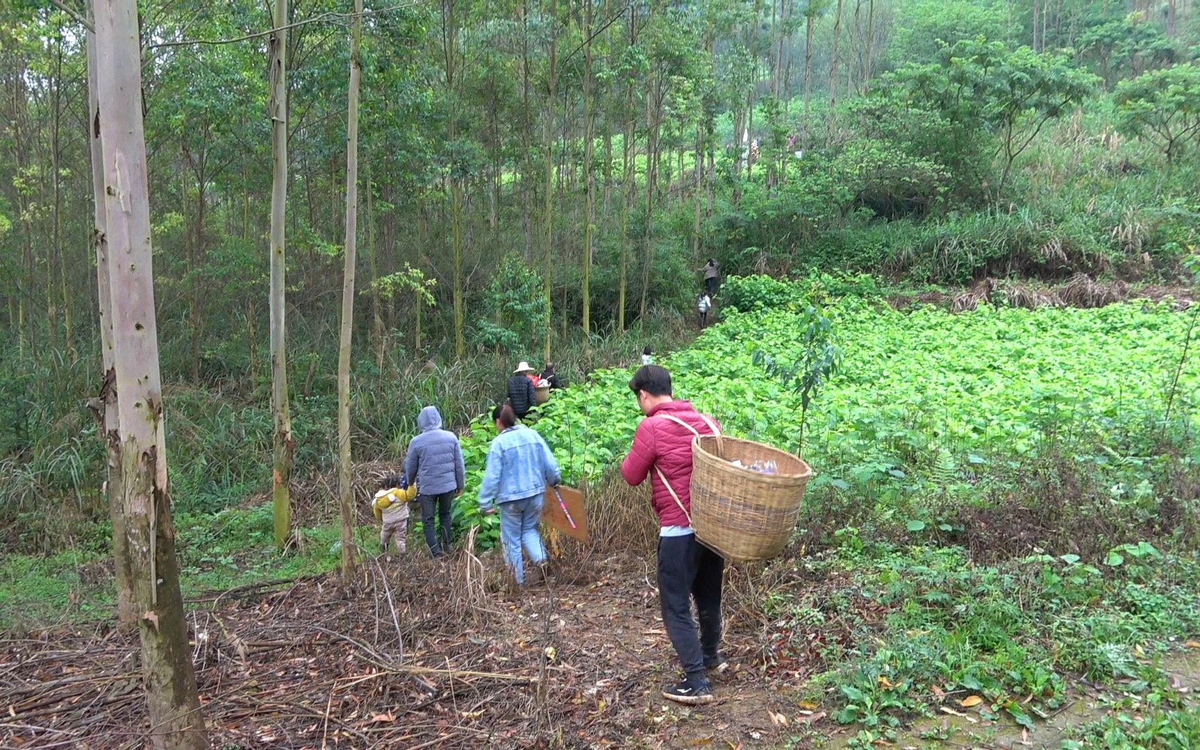 清明节扫墓,实拍广西农村,登山拜祖整个流程是啥样的