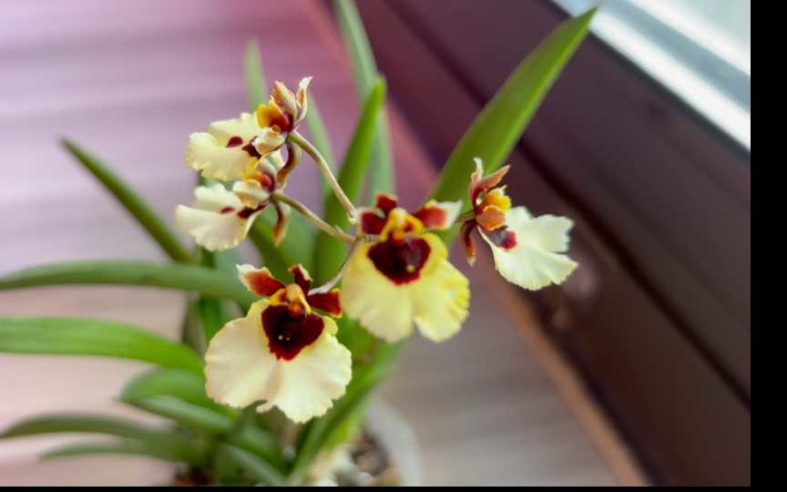 剑叶文心兰在炎炎夏日竟然复花了