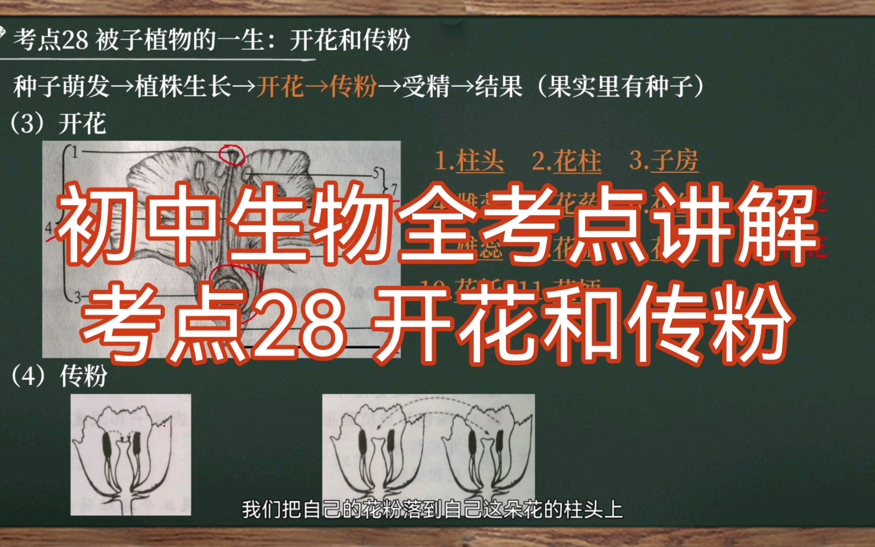 [图]【初中生物全考点讲解|七上】考点28 被子植物的一生：开花和传粉