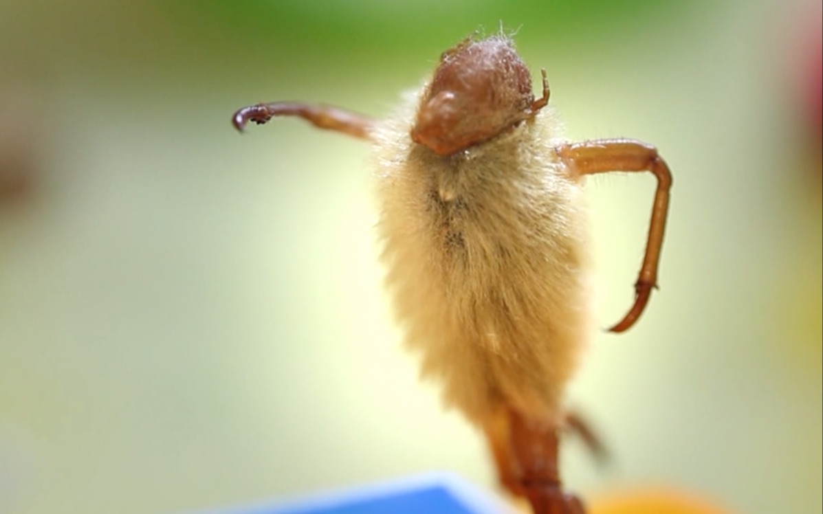 我用蝉蜕做毛猴