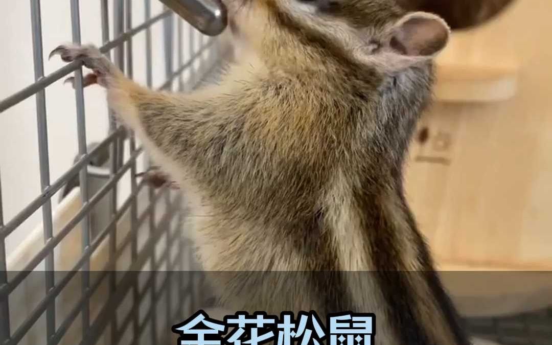 金花松鼠好养吗?金花松鼠多少钱一只?