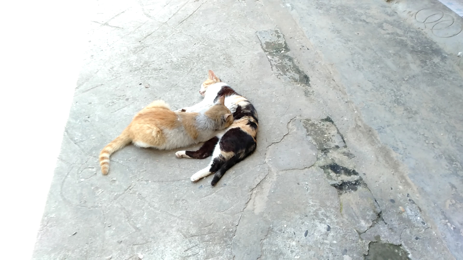 猫咪返祖现象