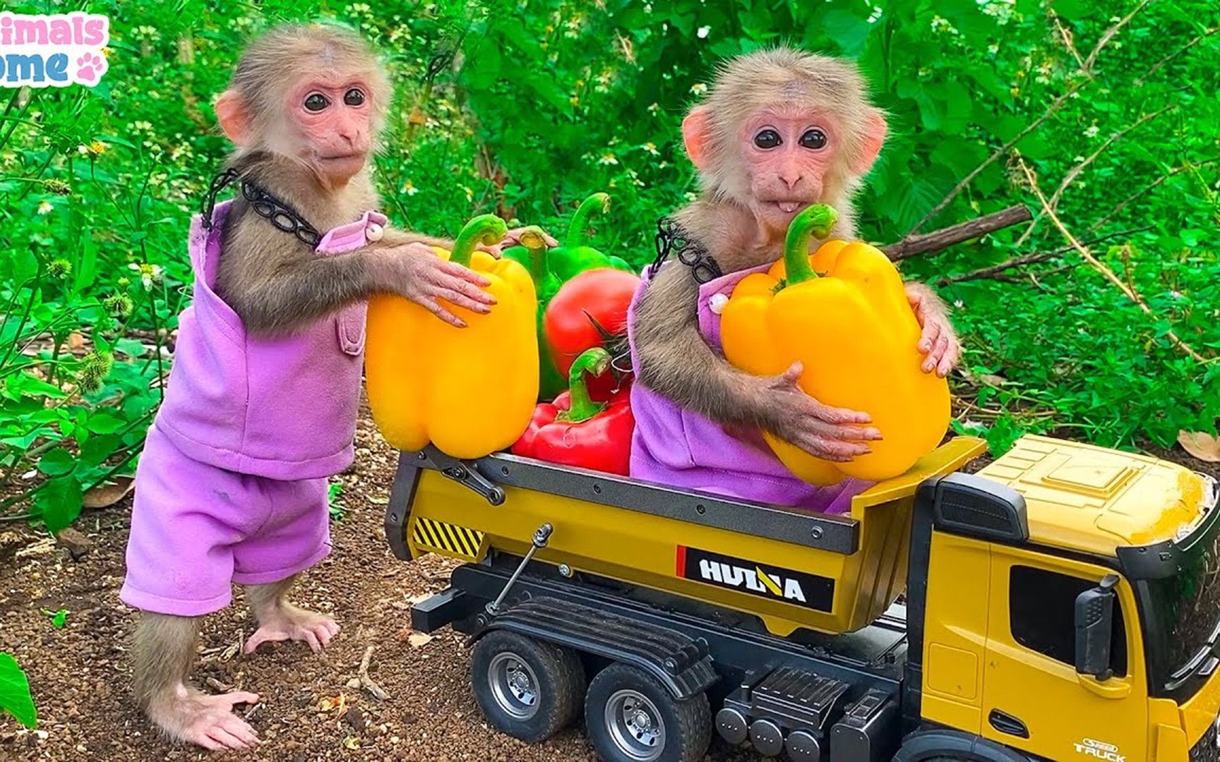 小猴子乐园:邦邦和小伙伴帮助主人管理菜园,真是勤劳的小猴子!